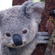 Illustration for article titled You can accidentally get an STD from a koala